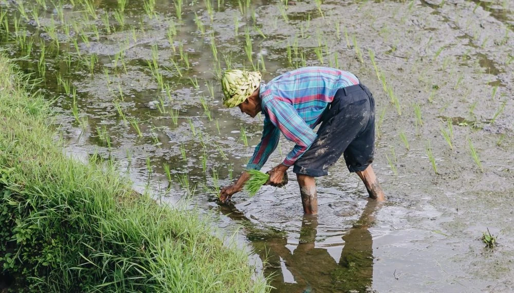 BALI 200H Hybrid - horizontal 4:3